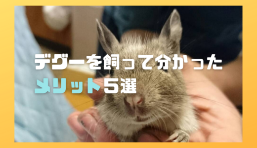 デグーを飼って分かったメリット5選