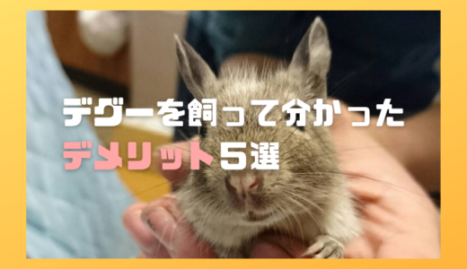 デグーを飼って分かったデメリット5選