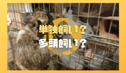 単独飼い？多頭飼い？