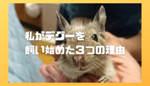 私がデグーを飼い始めた3つの理由