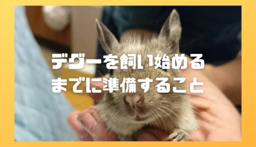 デグーを飼い始めるまでに準備すること