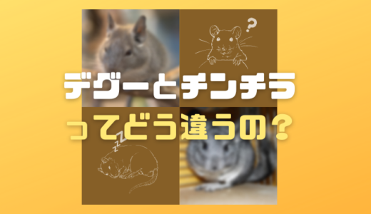 デグーとチンチラってどう違うの？