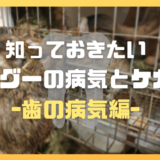 知っておきたいデグーの病気とケガ ～歯の病気編～