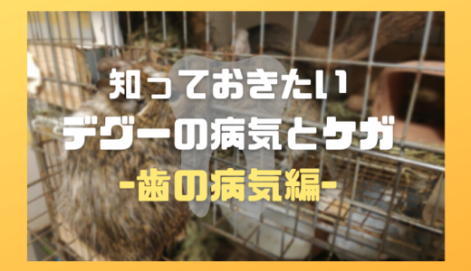 知っておきたいデグーの病気とケガ ～歯の病気編～