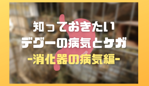 知っておきたいデグーの病気とケガ～消化器の病気編～