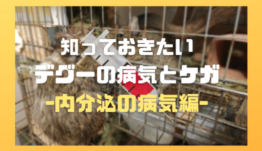 知っておきたいデグーの病気とケガ～内分泌の病気編～