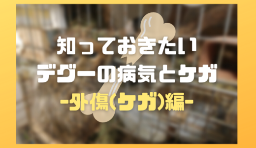 知っておきたいデグーの病気とケガ～外傷(ケガ)編～