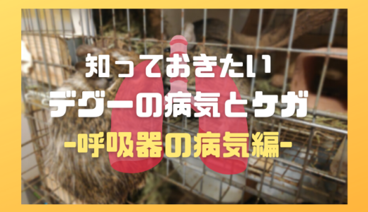 知っておきたいデグーの病気とケガ～呼吸器の病気編～