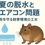 夏の脱水とエアコン問題｜デグーの命を守る飼育環境づくりの工夫